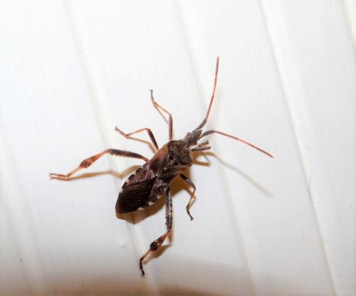 Leptoglossus occidentalis